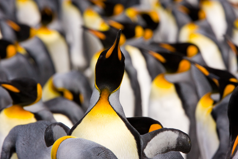 King Penguins